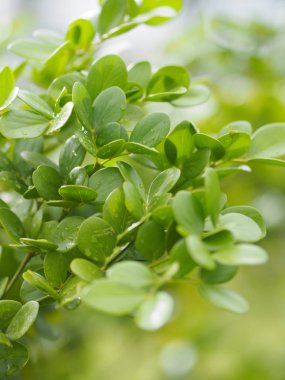 yeşil yaprak ön planda damla yağmur yazmak için doğa arka plan alanı bulanık