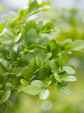 yeşil yaprak ön planda damla yağmur yazmak için doğa arka plan alanı bulanık