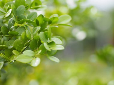 yeşil yaprak ön planda damla yağmur yazmak için doğa arka plan alanı bulanık