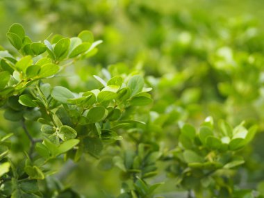 yeşil yaprak ön planda damla yağmur yazmak için doğa arka plan alanı bulanık