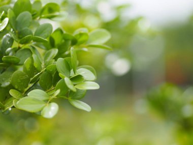 yeşil yaprak ön planda damla yağmur yazmak için doğa arka plan alanı bulanık