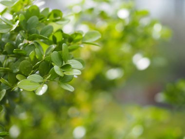 yeşil yaprak ön planda damla yağmur yazmak için doğa arka plan alanı bulanık