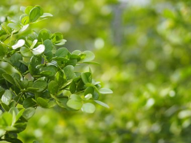 yeşil yaprak ön planda damla yağmur yazmak için doğa arka plan alanı bulanık