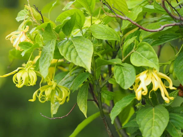 Cananga odorata Ylang-ylang adı çiçek Dalgalar Gri kabuğu Buket çiçek bir küme Sarı veya yeşil yaprakları içine yazmak için doğanın arka plan bulanık kokulu alan