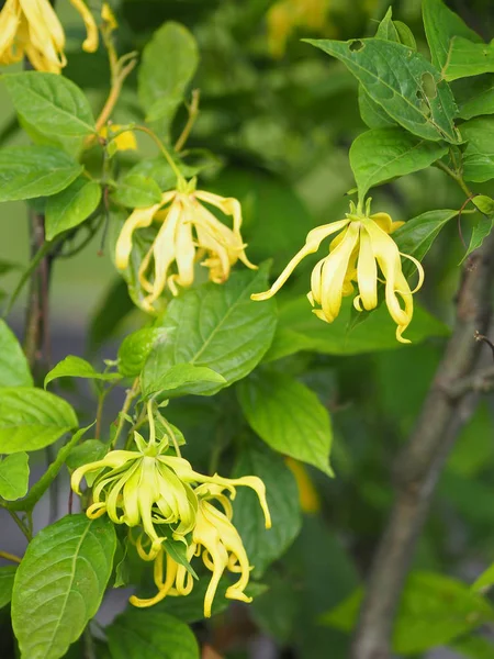 Cananga Odorata Ylang Ylang Nom Fleur Vagues Écorce Grise Bouquet — Photo