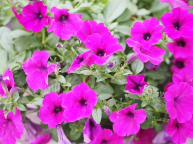 Petunia Easy Wave Bergundy Verlour adı Magenta pembe çiçek