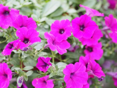 Petunia Easy Wave Bergundy Verlour adı Magenta pembe çiçek