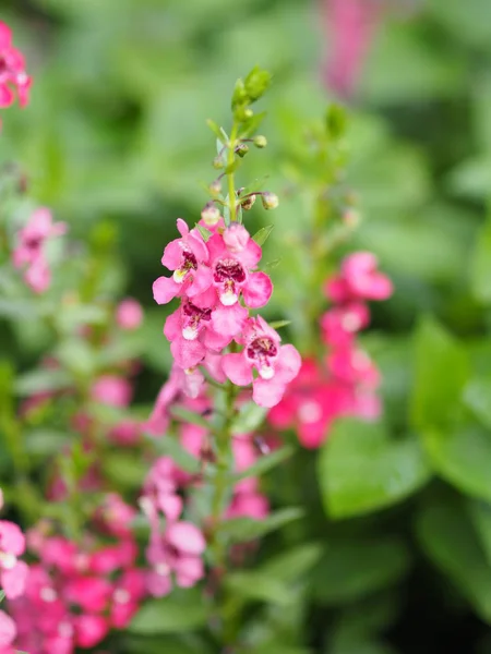 Oubliez Moi Pas Bouquet Fleurs Roses Rouges Belle Nature — Photo