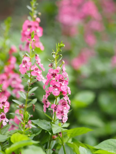 Unut beni değil kırmızı pembe çiçek buketi güzel doğa