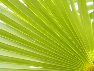 Palmiye yaprakları farklı bir şekil yeşil renk arka plan var