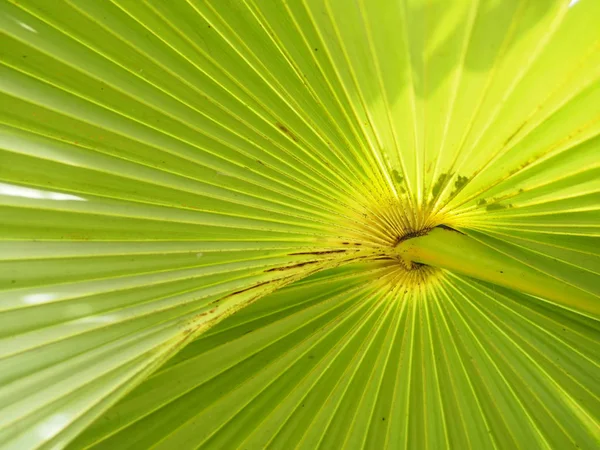 ヤシの葉は 独特の形状の緑色の背景を持っています — ストック写真