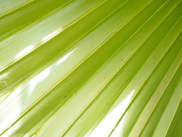 Palmiye Yaprakları Farklı Bir Şekil Yeşil Renk Arka Plan Var — Stok fotoğraf