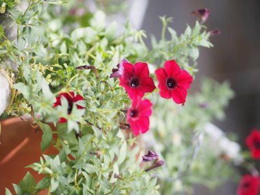 Yazmak için doğanın arka plan çerçeve alanı bulanık pembe çiçek