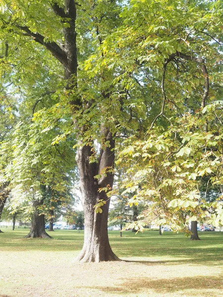 Närbild Stora Träd Parken — Stockfoto