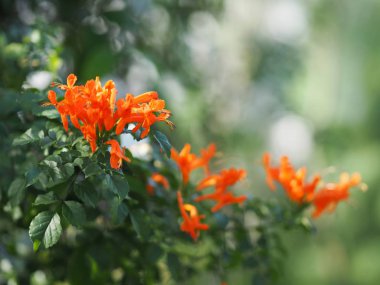 Pyrostegia venusta adı turuncu trompet, alev çiçek, yangın kraker asma turuncu çiçek 