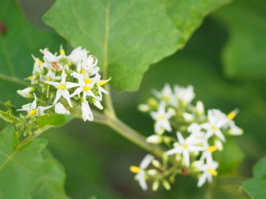  Çiçek Türkiye Berry, Solanum torvum adı sebze beyaz yaprakları, bulanıklık doğa arka planda sarı polen