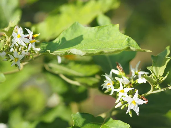 Flower Turkey berry, Solanum torvum name vegetable White petals, yellow pollen on blur nature background