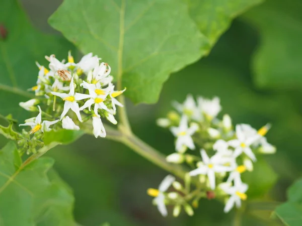 Flower Turkey berry, Solanum torvum name vegetable White petals, yellow pollen on blur nature background