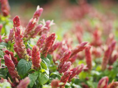 Pembe kırmızı çiçek adı Justicia brandegeana tek yaprak, tersi, alternatif, dik, lanceolate, yaprak, son, keskin, biraz çiçek gül Apex bir buket