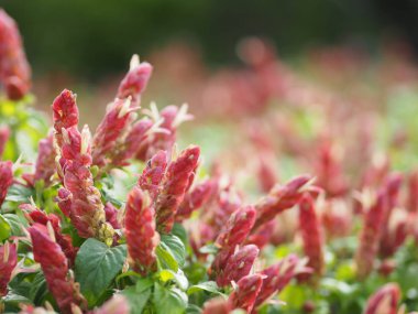 Pembe kırmızı çiçek adı Justicia brandegeana tek yaprak, tersi, alternatif, dik, lanceolate, yaprak, son, keskin, biraz çiçek gül Apex bir buket