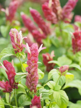 kırmızı pembe çiçek adı Panama Kraliçe bitki, turuncu karides bitki, Coral Aphelandra tek yaprak sıralama dönüşümlü lanceolate çiçek büyük bir buket. Baz üzerinde süslenmiş küçük bir buket ile