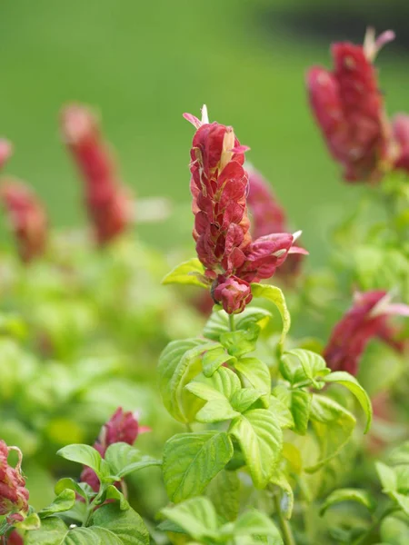 red pink flower Name Panama Queen Plant, The Orange Shrimp Plant, The Coral Aphelandra Single leaf Sorting alternately Lanceolate The flower is a big bouquet. With a small bouquet adorned on the base