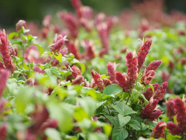 red pink flower Name Panama Queen Plant, The Orange Shrimp Plant, The Coral Aphelandra Single leaf Sorting alternately Lanceolate The flower is a big bouquet. With a small bouquet adorned on the base