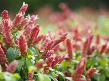 kırmızı pembe çiçek adı Panama Kraliçe bitki, turuncu karides bitki, Coral Aphelandra tek yaprak sıralama dönüşümlü lanceolate çiçek büyük bir buket. Baz üzerinde süslenmiş küçük bir buket ile