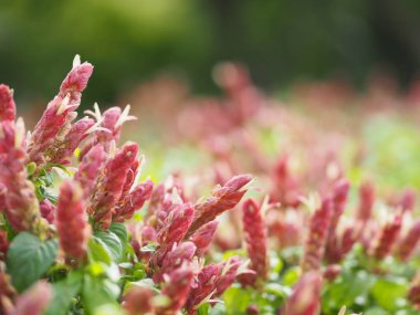 kırmızı pembe çiçek adı Panama Kraliçe bitki, turuncu karides bitki, Coral Aphelandra tek yaprak sıralama dönüşümlü lanceolate çiçek büyük bir buket. Baz üzerinde süslenmiş küçük bir buket ile