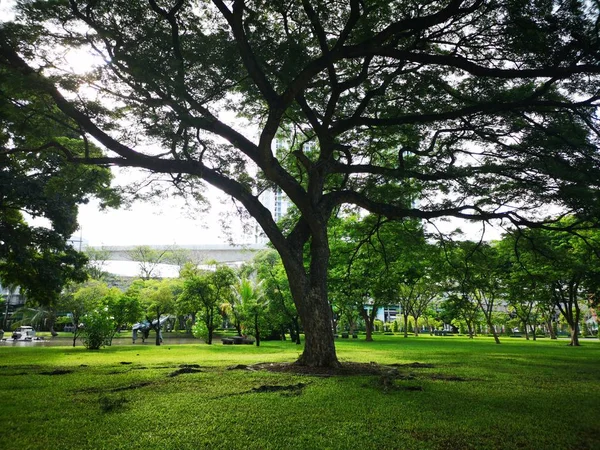 Sebuah Pohon Besar Yang Menebarkan Cabang Daerah Yang Luas Rumput — Stok Foto