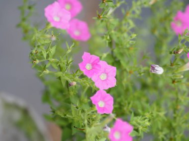 Güzel bulanık doğada pembe çiçek