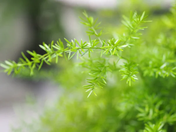 Selección Enfoque Verde Dejar Hermosa Naturaleza Borrosa —  Fotos de Stock