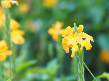 sarı Çiçek yazmak için doğa alanında güzel