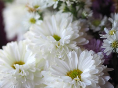 Mor ve beyaz çiçek yaprakları katmanları içine yığılmış adı gerbera jamesonii, Compositae, gerbera, Barberto Daisy, Transvaal papatya