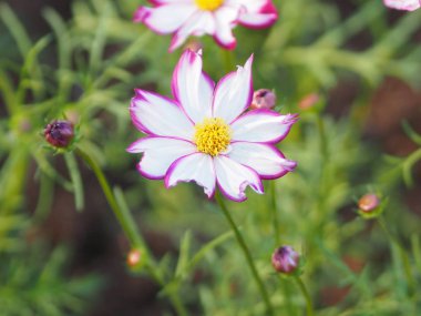 Pembe çiçek yaprakları doğanın arka plan burred üzerinde hassas beyaz karışımı görmek için renkli 