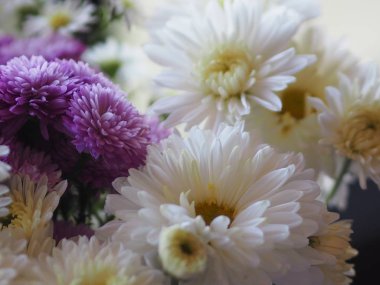 Mor ve beyaz çiçek yaprakları katmanları içine yığılmış adı gerbera jamesonii, Compositae, gerbera, Barberto Daisy, Transvaal papatya 