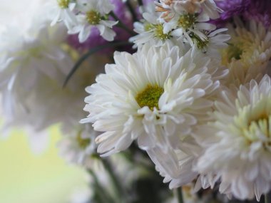 Mor ve beyaz çiçek yaprakları katmanları içine yığılmış adı gerbera jamesonii, Compositae, gerbera, Barberto Daisy, Transvaal papatya 