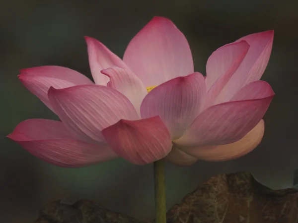 Pétalos Flor Rosada Loto Pétalos Anchos Con Una Punta Puntiaguda — Foto de Stock