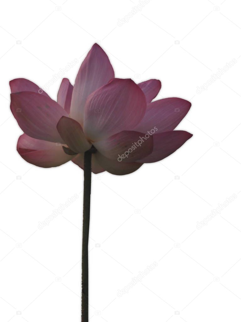 Isolate Lotus Pink Flower Petals wide petals with a pointed tip curved inward to the inside on white background