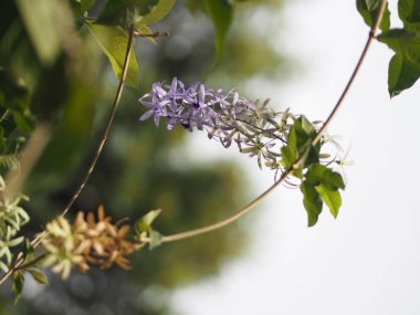 Adı Petrea volubilis yazmak için doğanın arka plan çerçeve alanı bulanık üzerinde Mor çiçek 