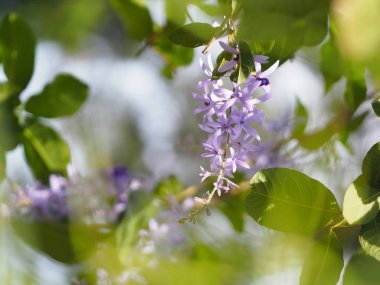Adı Petrea volubilis yazmak için doğanın arka plan çerçeve alanı bulanık üzerinde Mor çiçek 