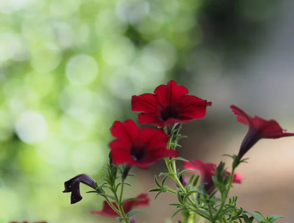 Doğa Arka Plan Adı Petunia Bulanık Pembe Çiçek — Stok fotoğraf