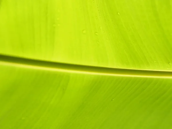 Gröna Löv Banan Natur Bakgrund — Stockfoto