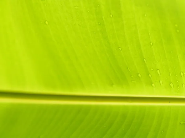 Green leaves banana nature background