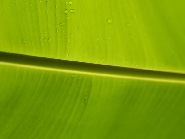 绿叶香蕉自然背景 — 图库照片