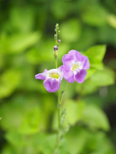 Lila Blumenstrauß Schön Auf Verschwommenem Naturhintergrund — Stockfoto