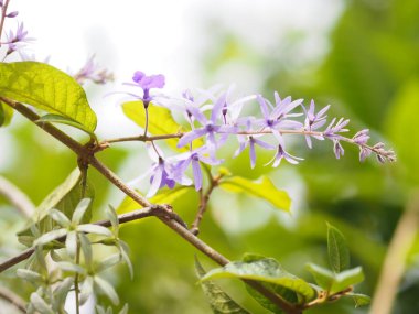 Mor çiçek buketi güzel beş yaprakları doğa arka plan buketi üzerinde güzel, 5 köşeli yaprakları gibi, yaprakların üst tüylü, yaprakları tabanı tüp bağlı, Çiçekler içinde 4-5 stamens vardır