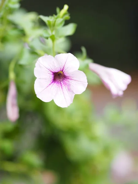 自然の背景のぼやけに美しい紫色の花の花束 — ストック写真