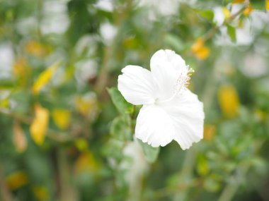 Doğa arka plan bulanık ayakkabı çiçek beyaz taç yaprağı