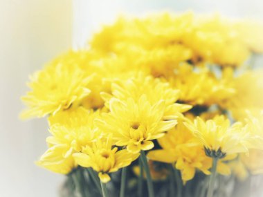 Sarı Gerbera çiçek güzel, parlak, dayanıklı ve uzun bir süre son 